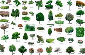 绿色园林植物PSD素材